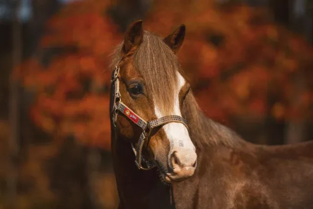 5/A Baker Breakaway Halter with Full Leather Crown