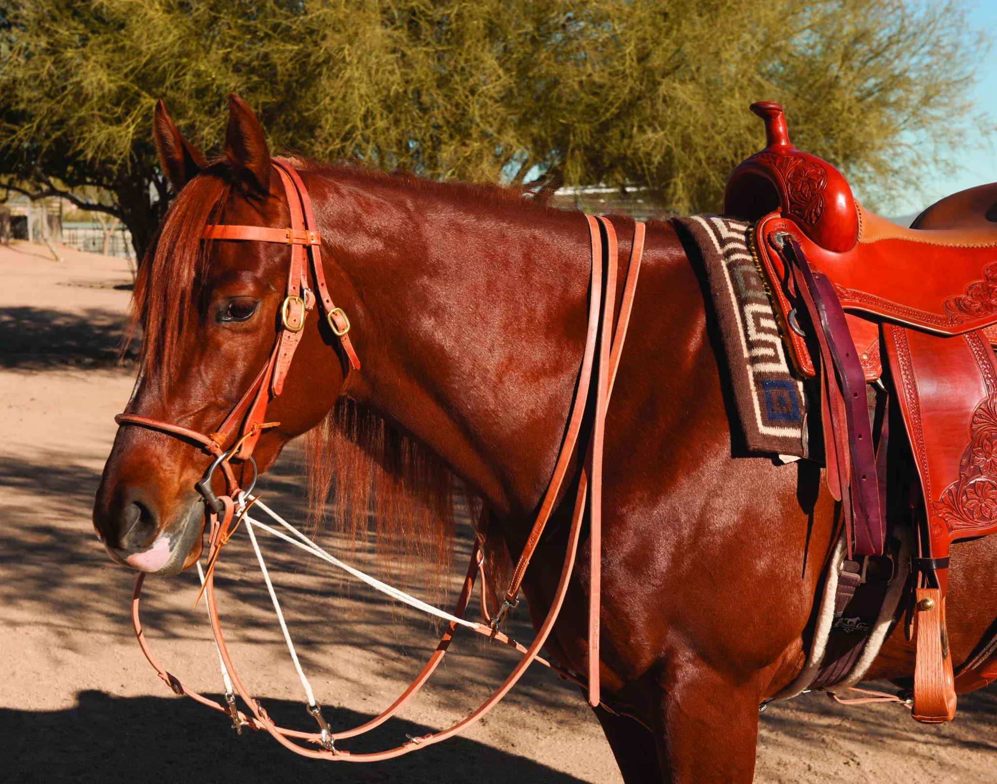 Al Dunning by Professionals Choice Split Rein German Martingale