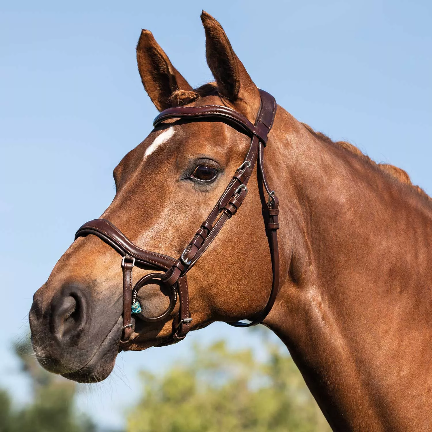 Anatomic Bridle Allegoria