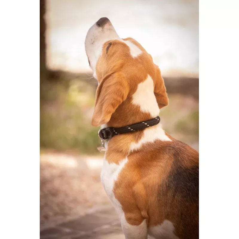 Billie Dog Collar