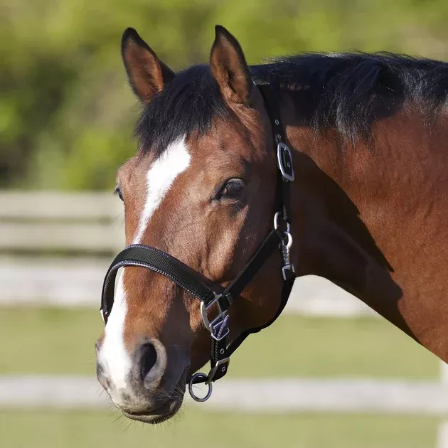 Bitz Deluxe Padded Headcollar Small Pony Size