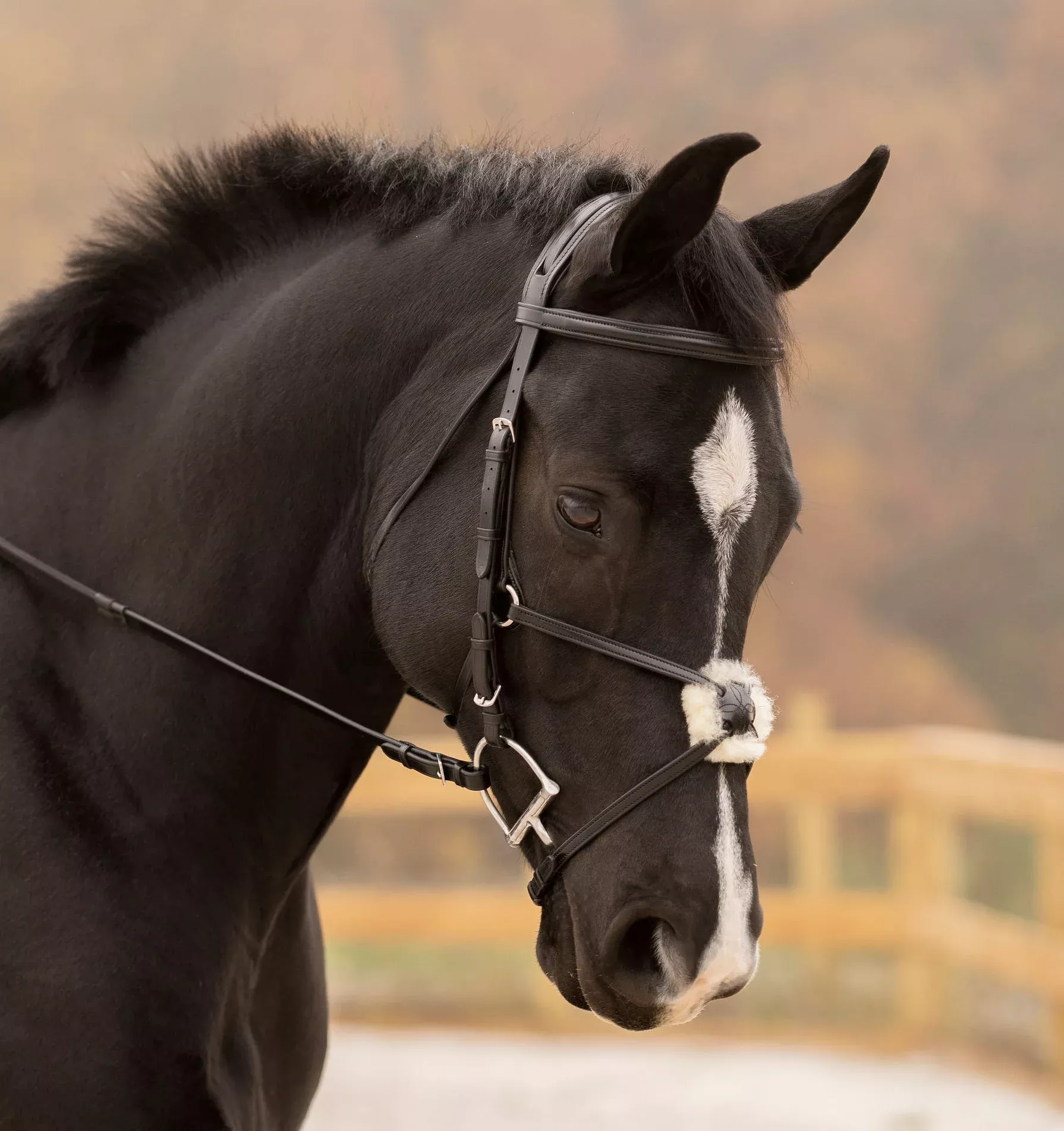 Black Oak Birch Bridle
