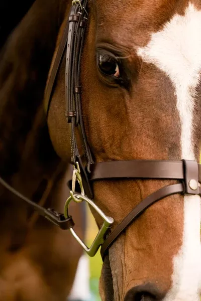 Black Oak Maple Training Bridle