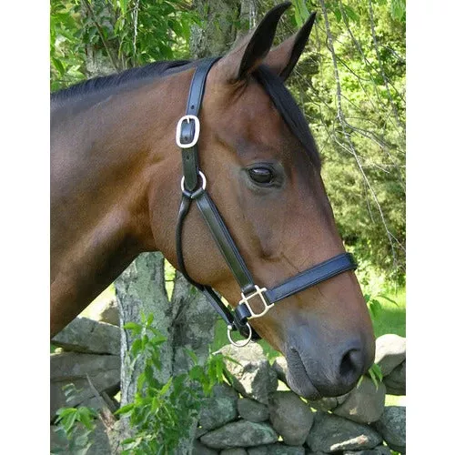 Black Oak Sycamore Halter
