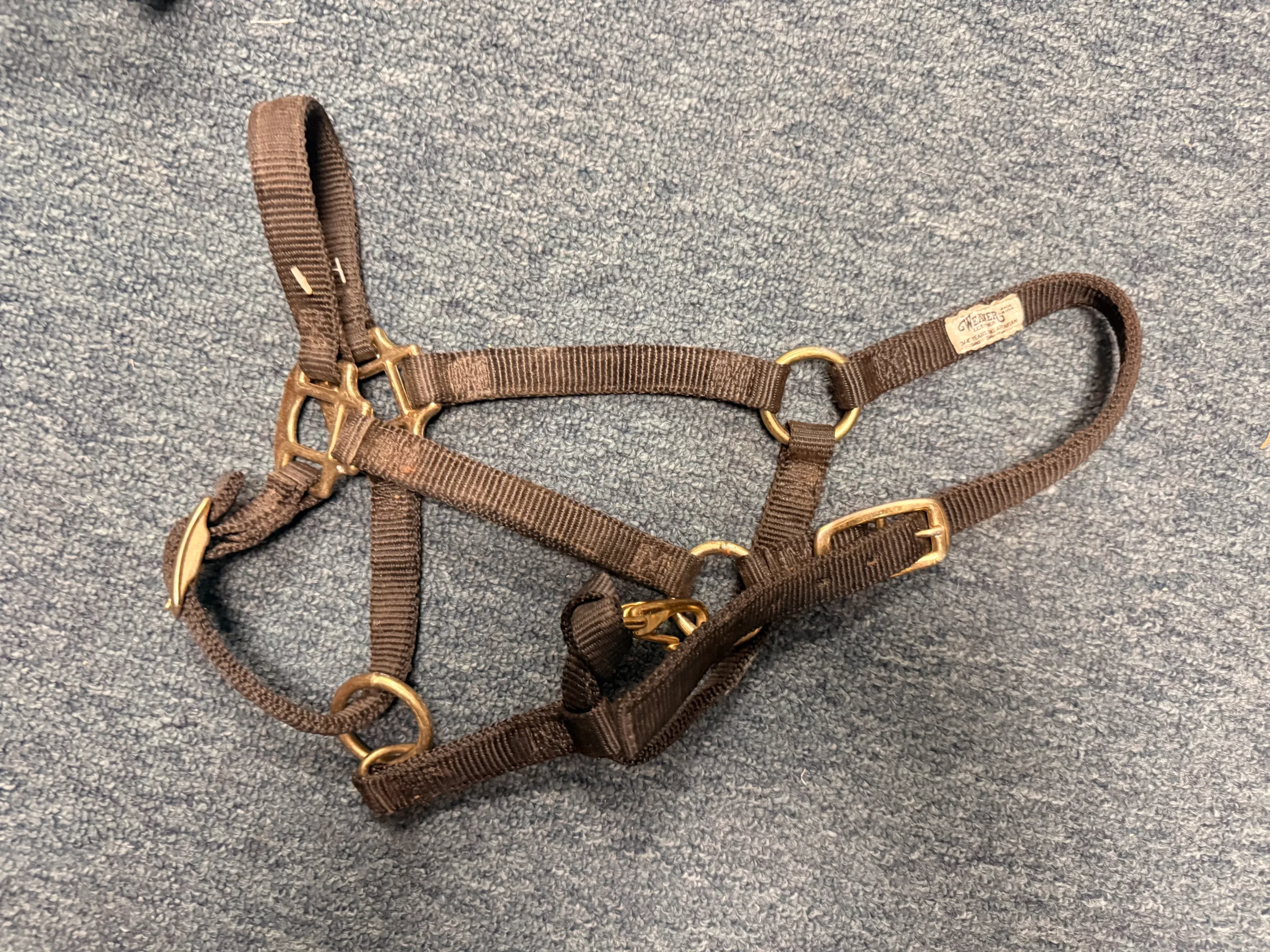 Black Yearling halter