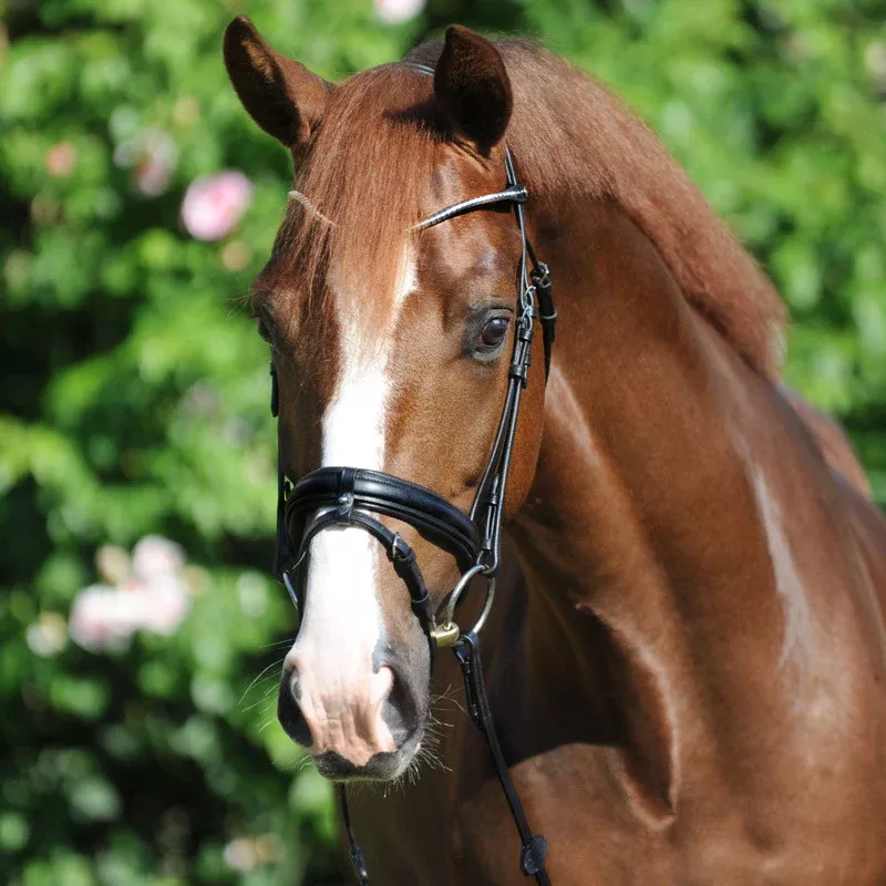 Bridle Clinchesse