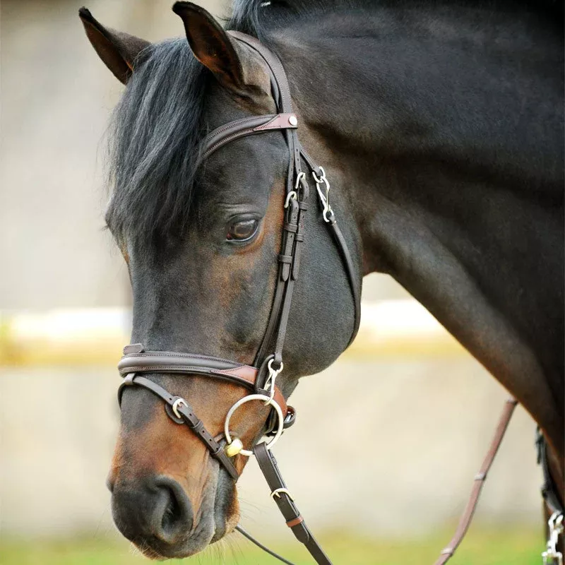Bridle Every Day