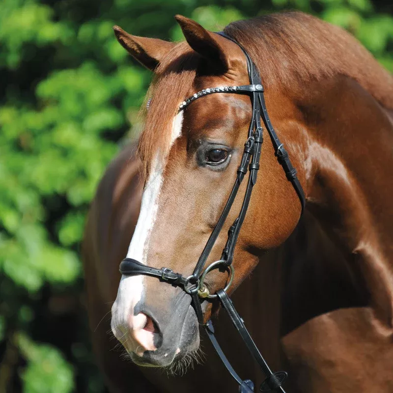 Bridle Fiala