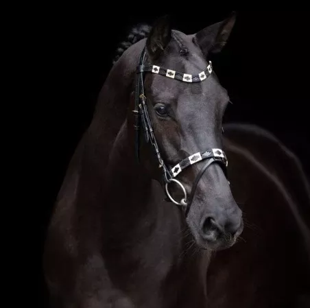 Bridle HVPChaya