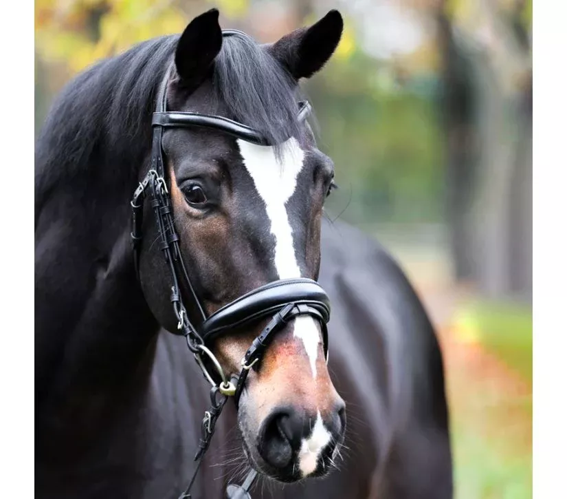 Bridle Proline Astrid