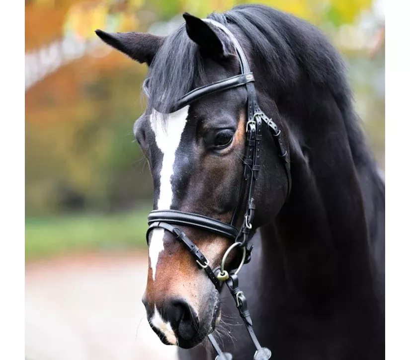 Bridle Proline William