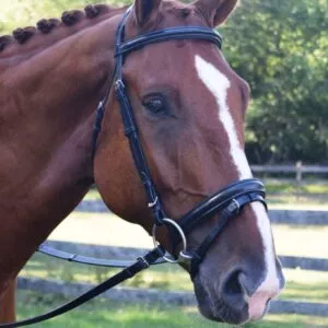 Camelot Padded Flash Dressage Bridle