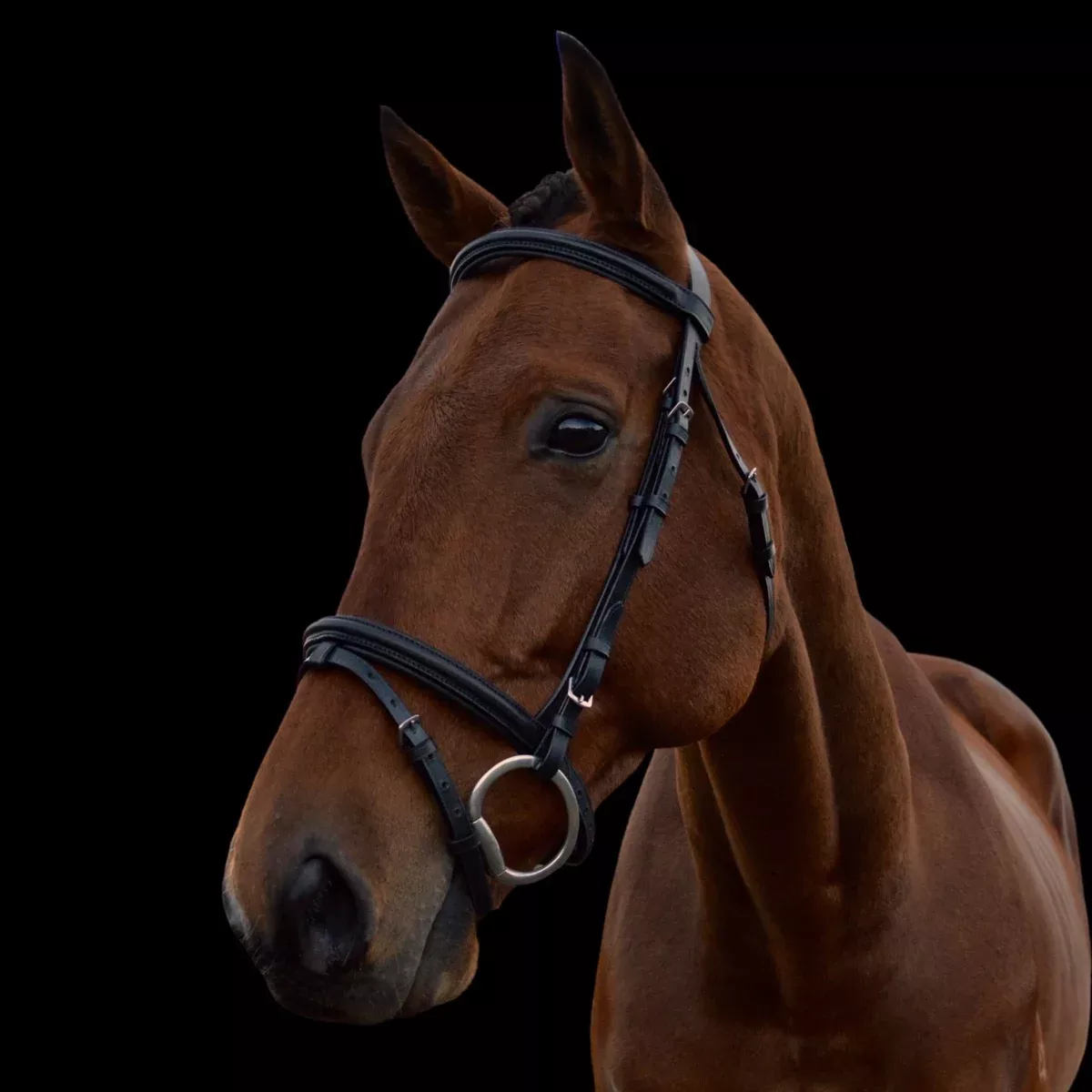 Chevalier Padded Hano Bridle