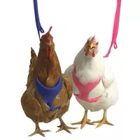Chicken Harness & Leashes