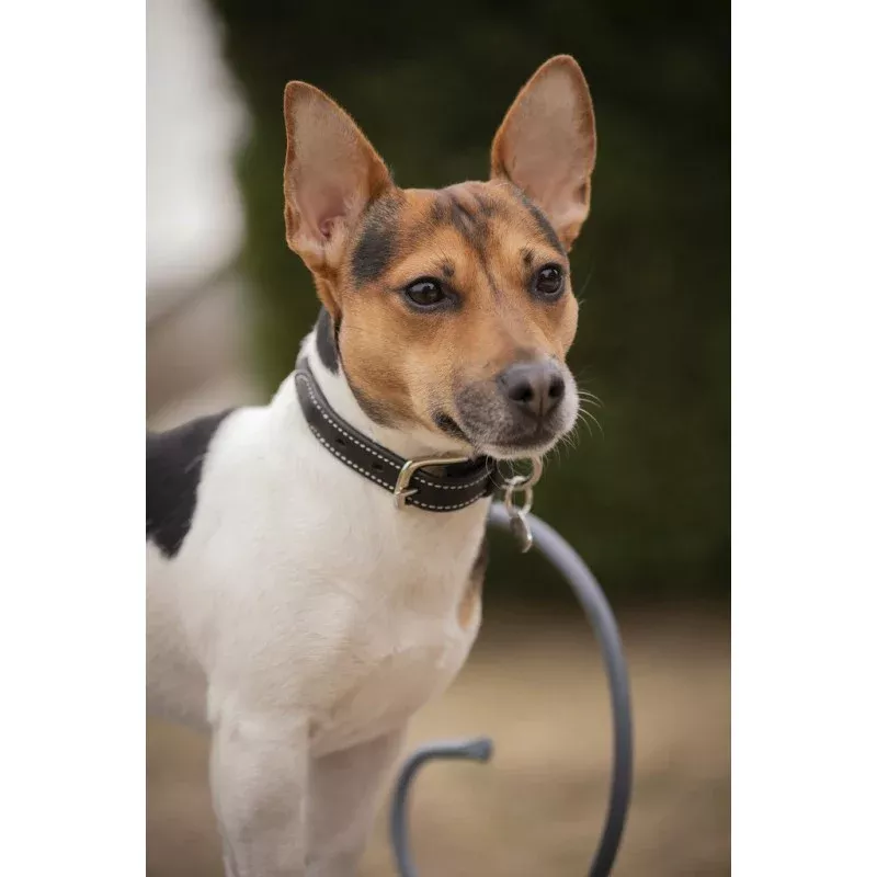 Dog Collar Olie