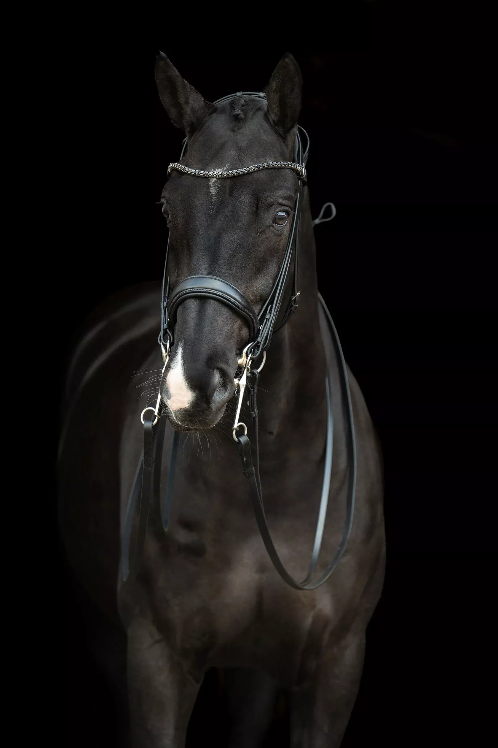 Double Bridle Grace