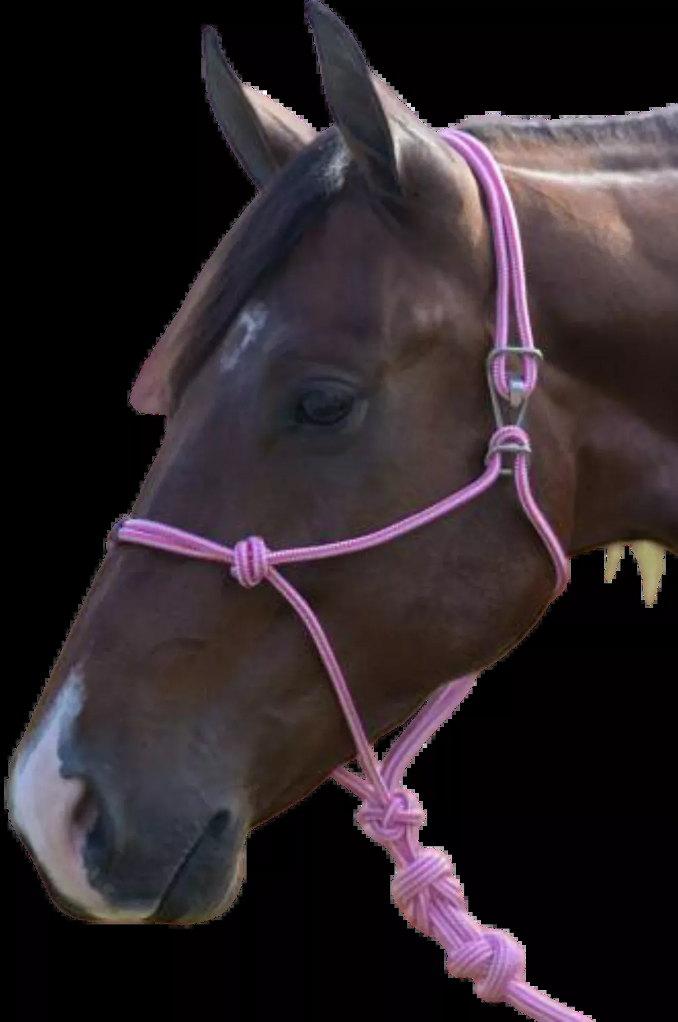 Easy On Rope Halter