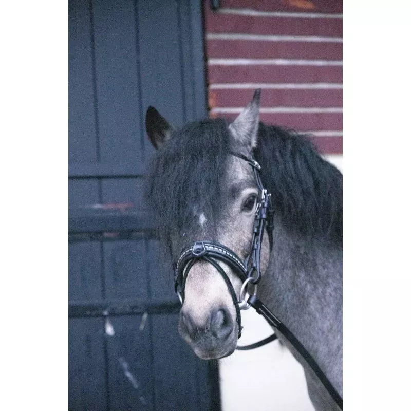 Eden Pony Bridle