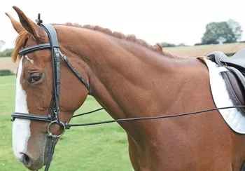 Elastic Draw Reins