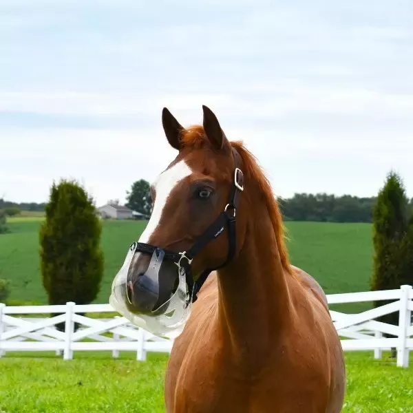 Flexible Filly | The Most Comfortable Slow Feed Grazing Muzzle In The USA
