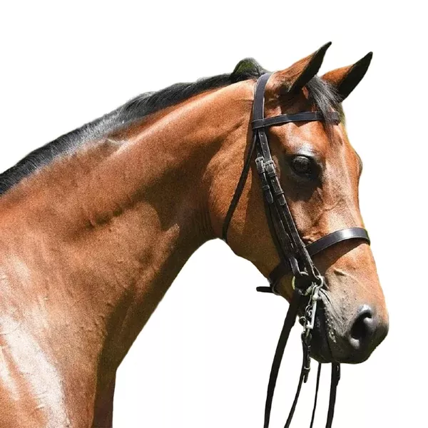 Grainge Elite Show Weymouth Bridle