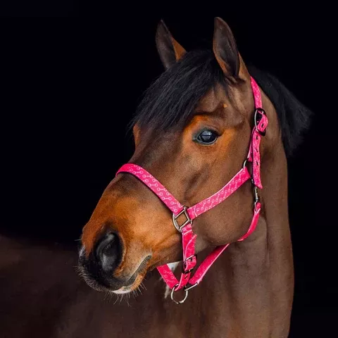 Halter Horze Claremont Pony