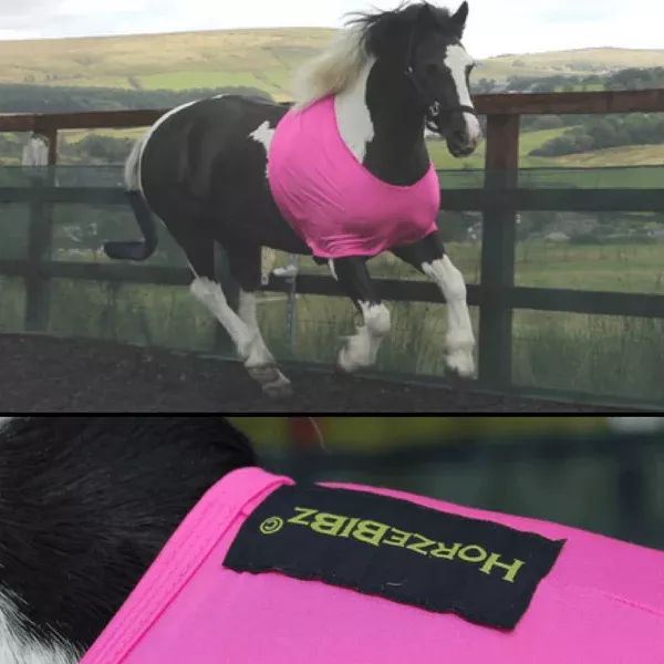 HorzeBibz | Assorted Colours