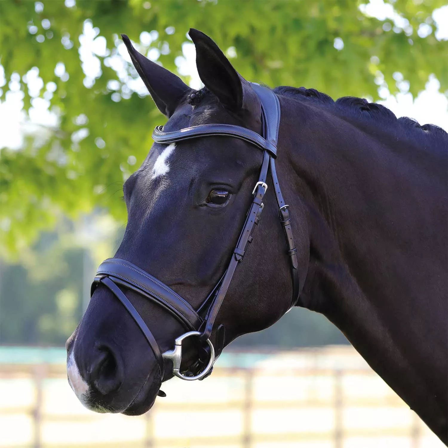 Italian Leather Bridle Primavera