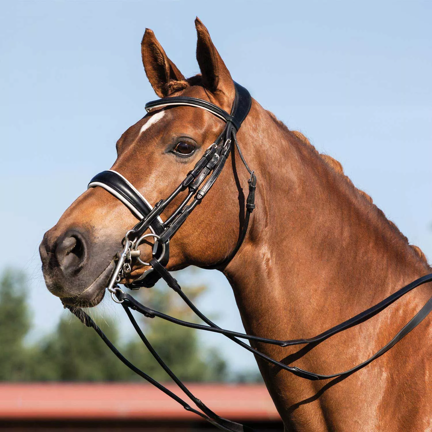 Italian Rolled Leather Double Bridle Gioconda