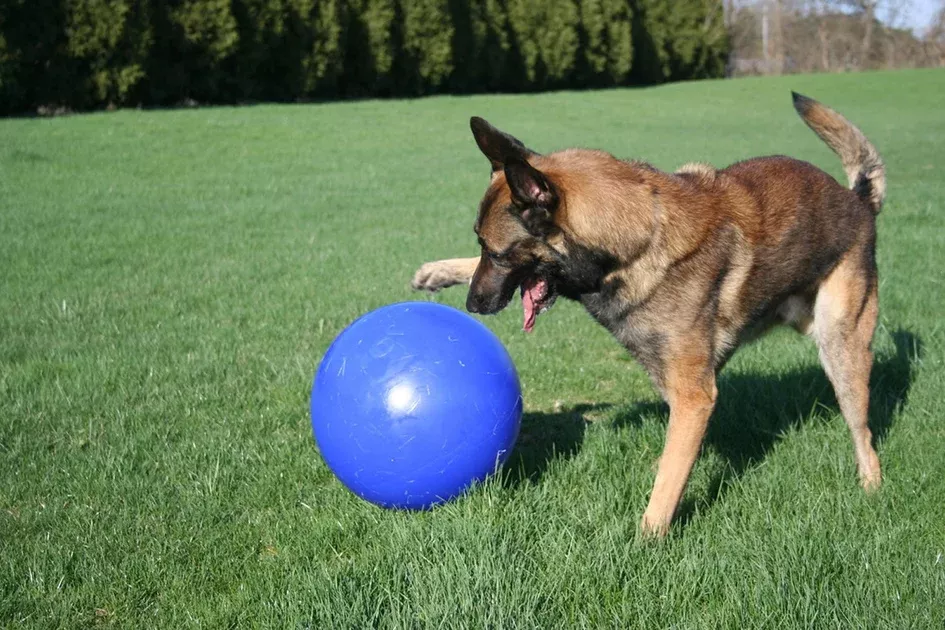 Jolly Pets Push-N-Play
