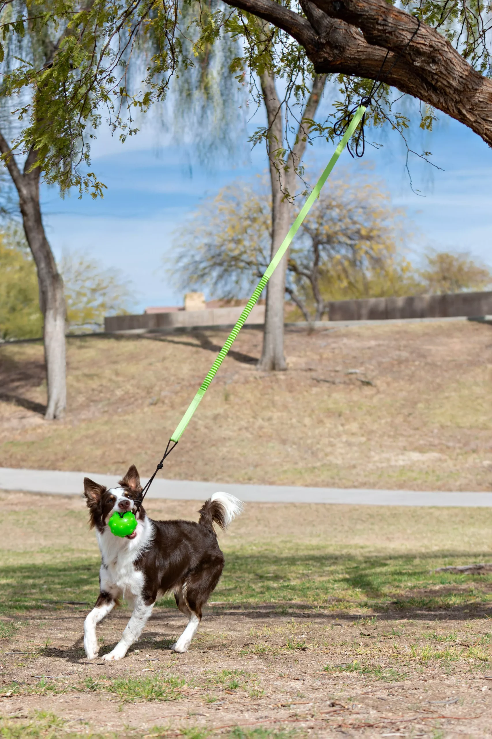 Jolly Pets Tree Tugger Bungee Dog Toy Large Green