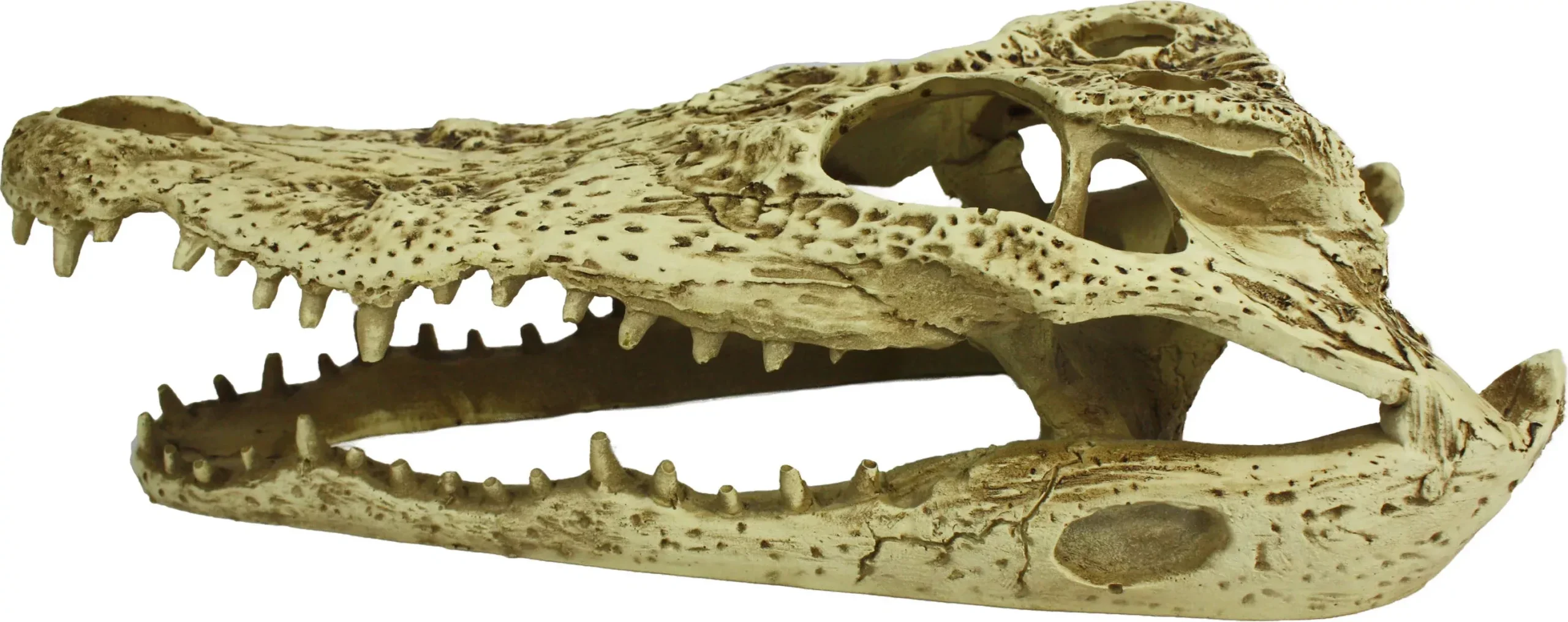 Komodo Alligator Skull Reptile Decor, Medium, Natural