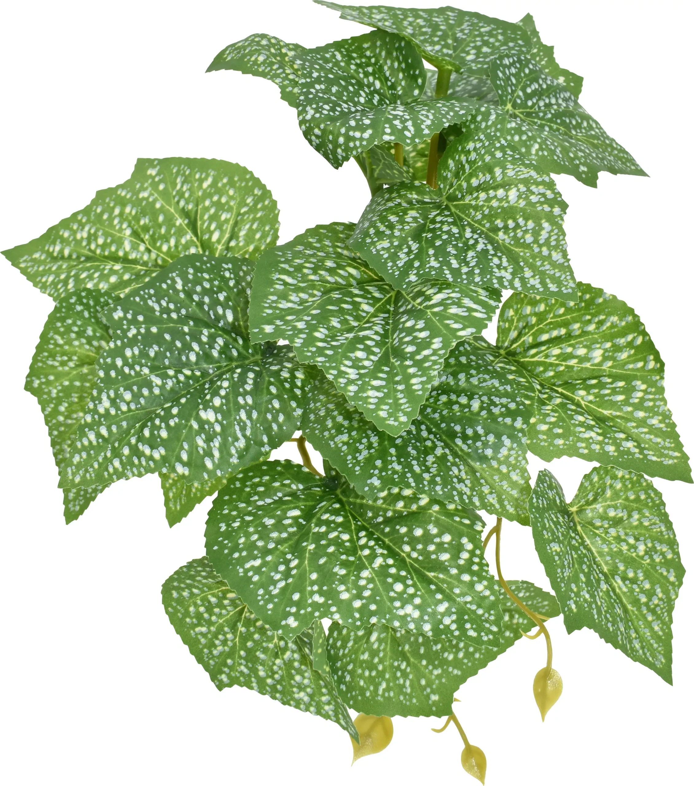 Komodo Standing Spotted Pothos Plant 5 in Green