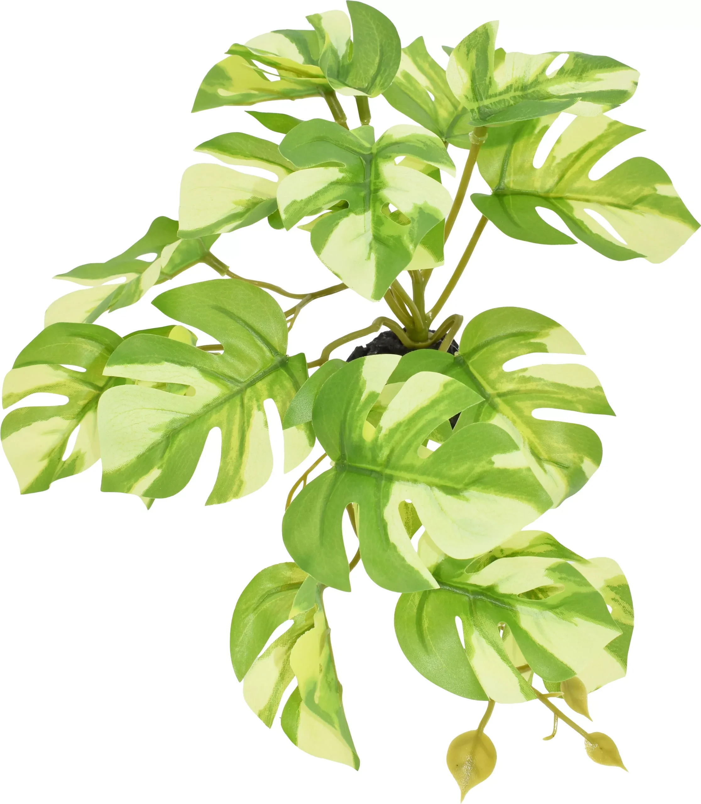 Komodo Standing Variegated Monstera Plant 5 in Green