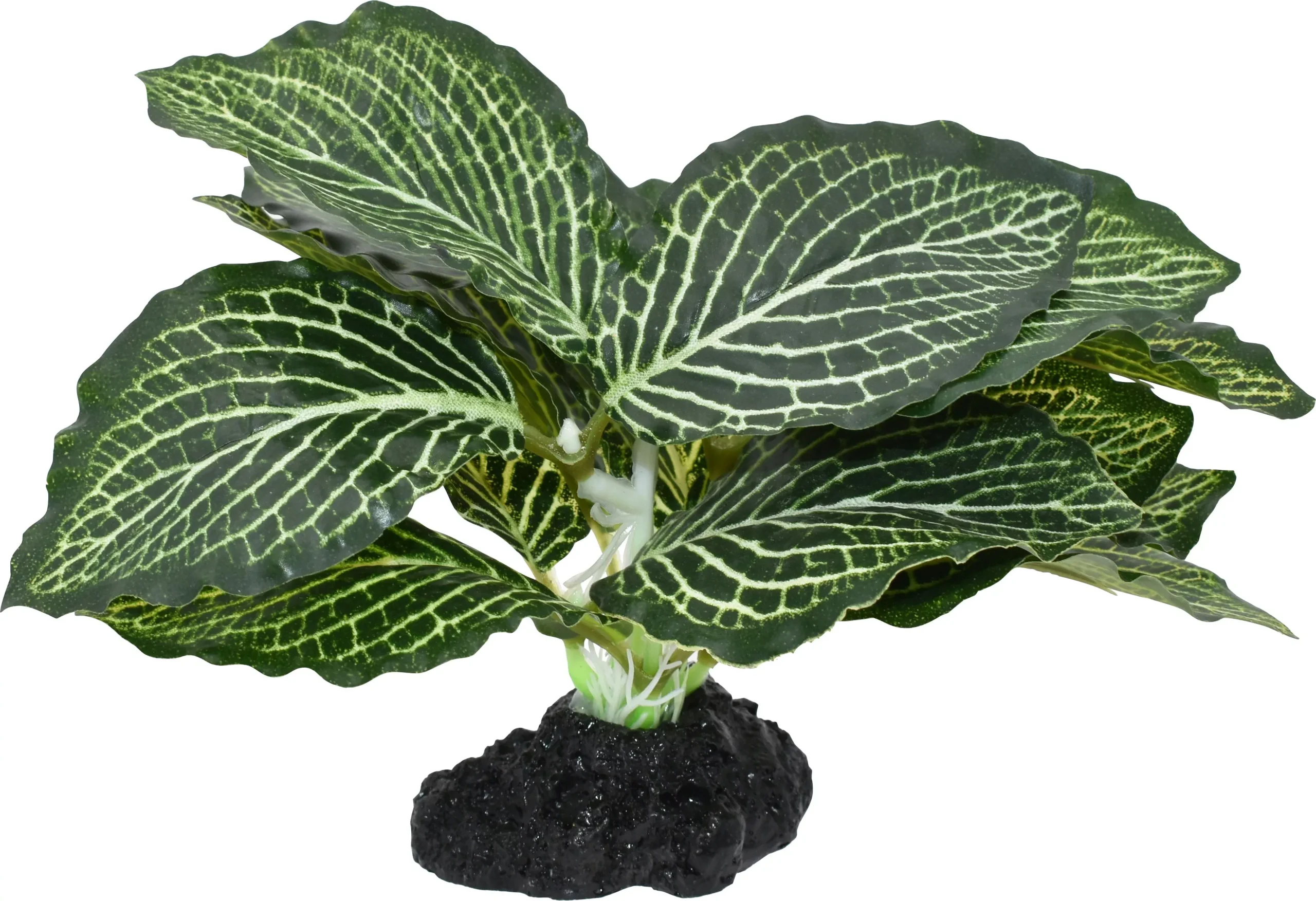 Komodo Standing Vein Plant, 4 in, Green