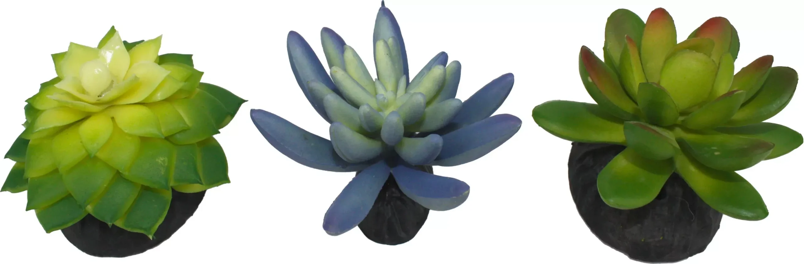 Komodo Succulent Plant 3 Pack, Blue/Green