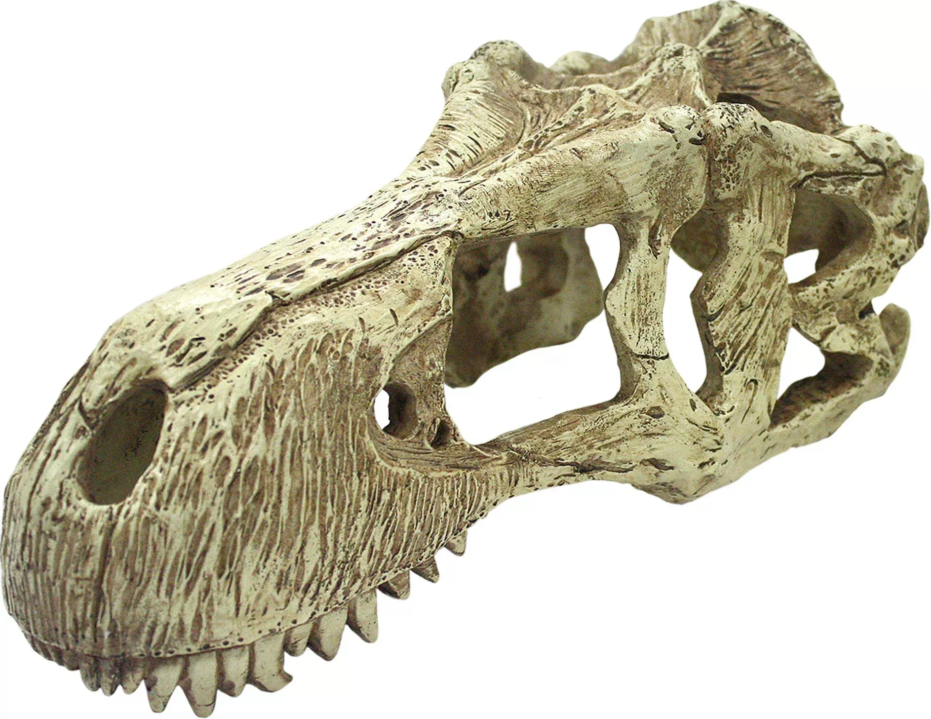 Komodo T-Rex Skull Reptile Decor, Natural, XL