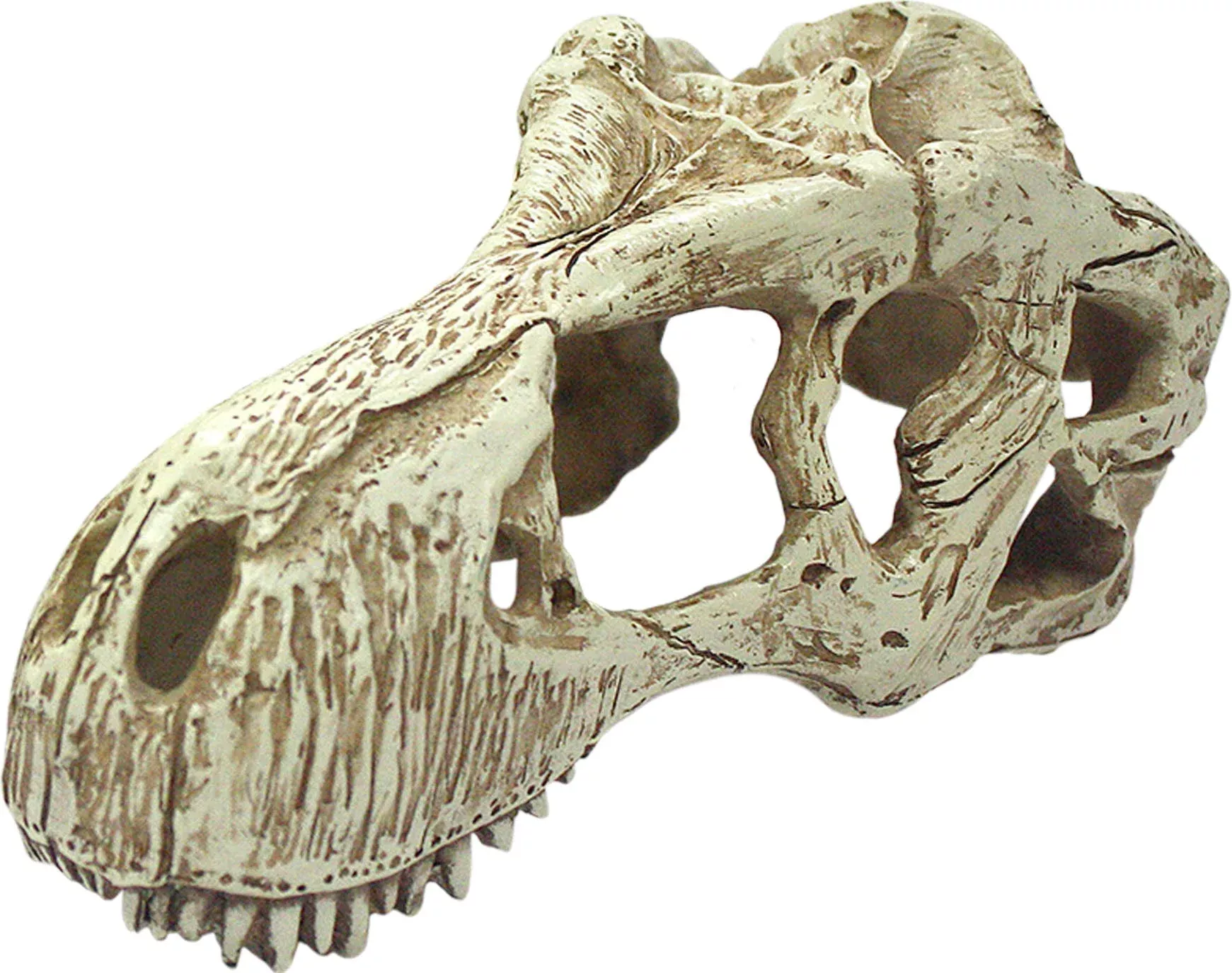 Komodo T-Rex Skull Reptile Ornament Natural Large
