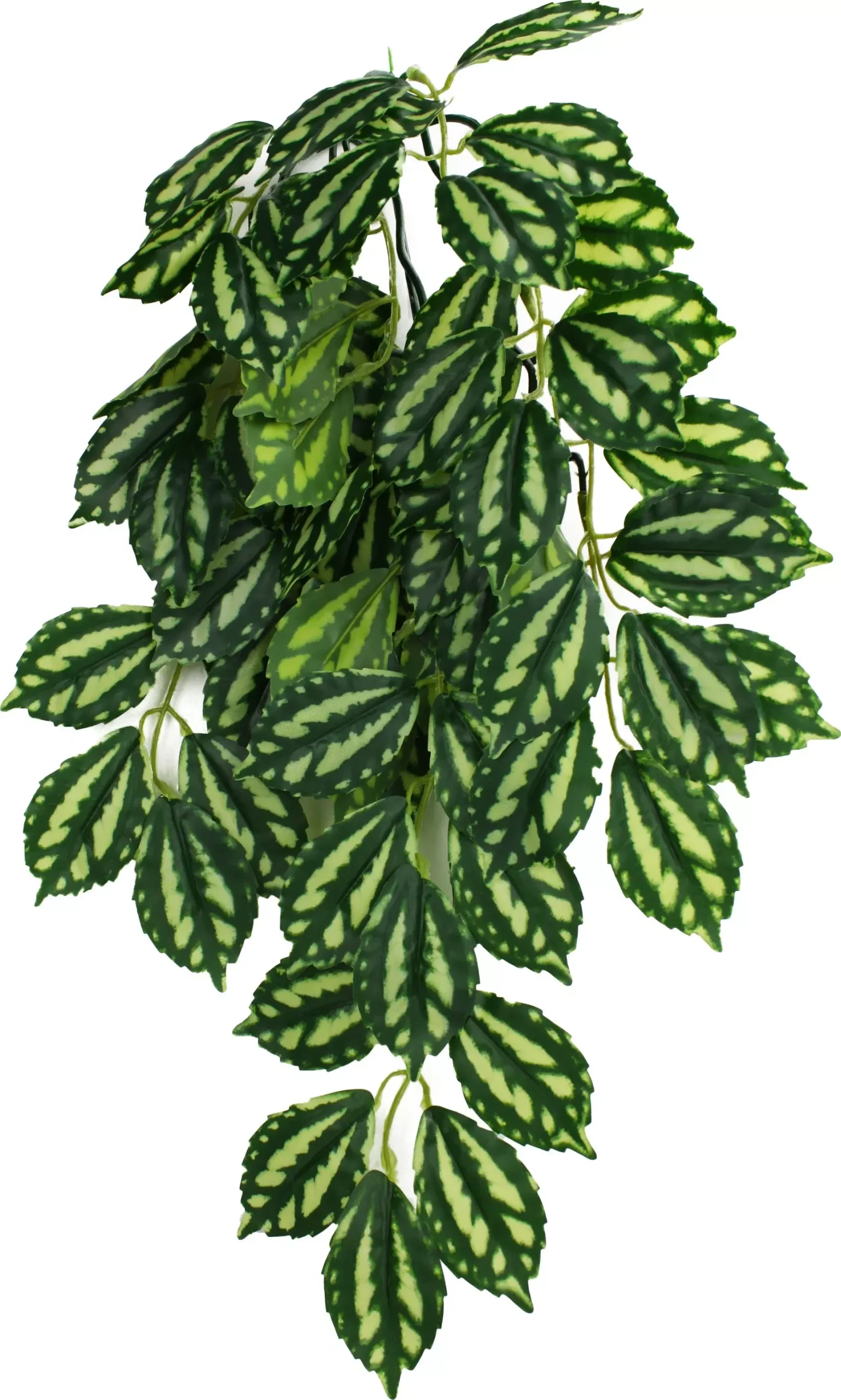Komodo Two Tone Climbing Plant, Medium, 16 in, Green/Red