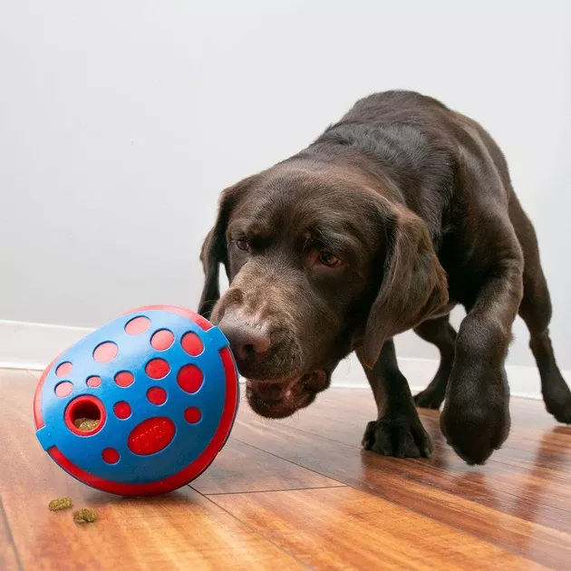 Kong Rewards Wally Dog Toy