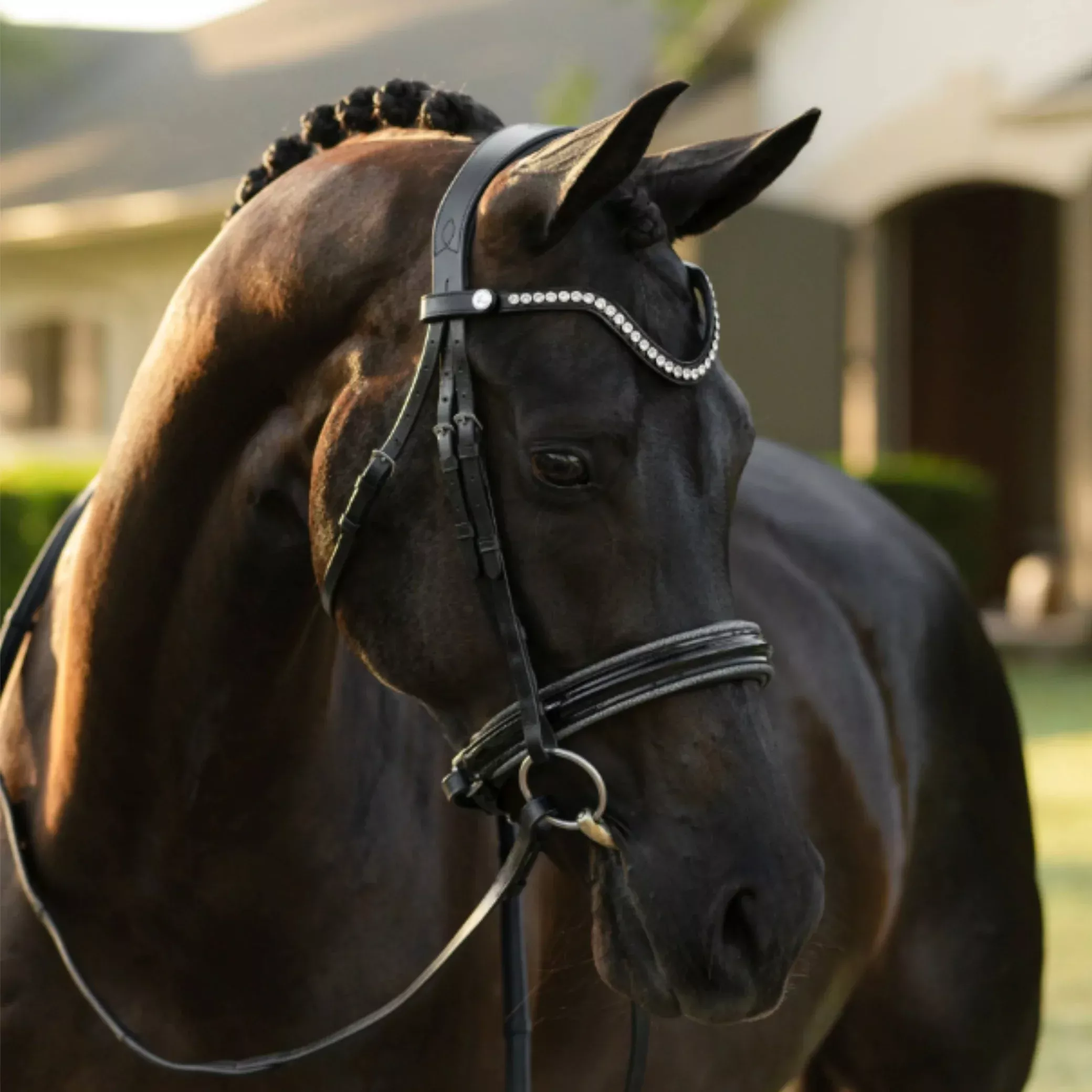 Lumiere Saphira Cavesson Bridle