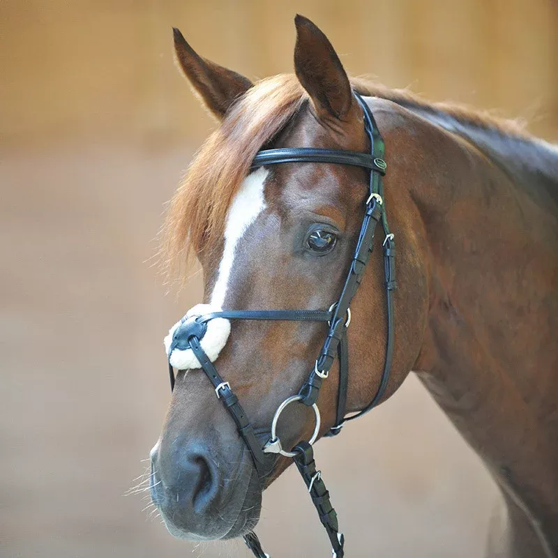 Mexican Bridle Carlos