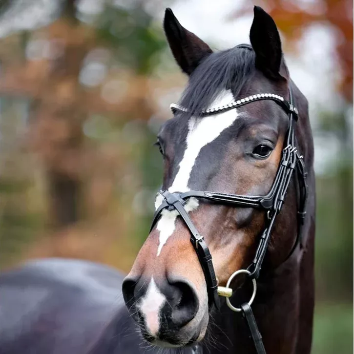 Mexican Bridle Lucia