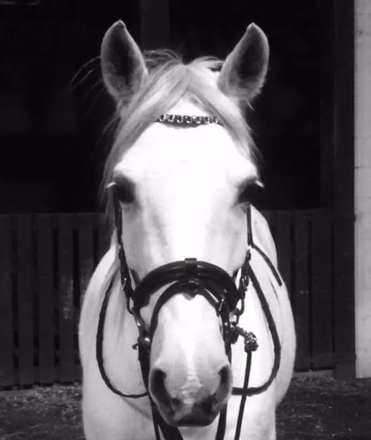 PFIFF Platin English Bridle Morley