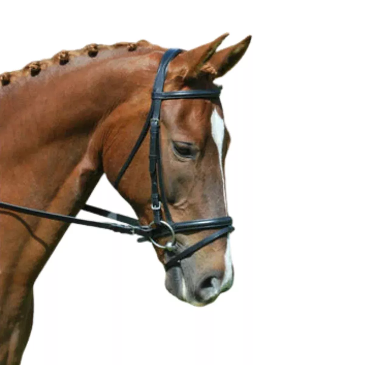 Red Barn by KL Select 'Levade' Flash Noseband in Black - Cob