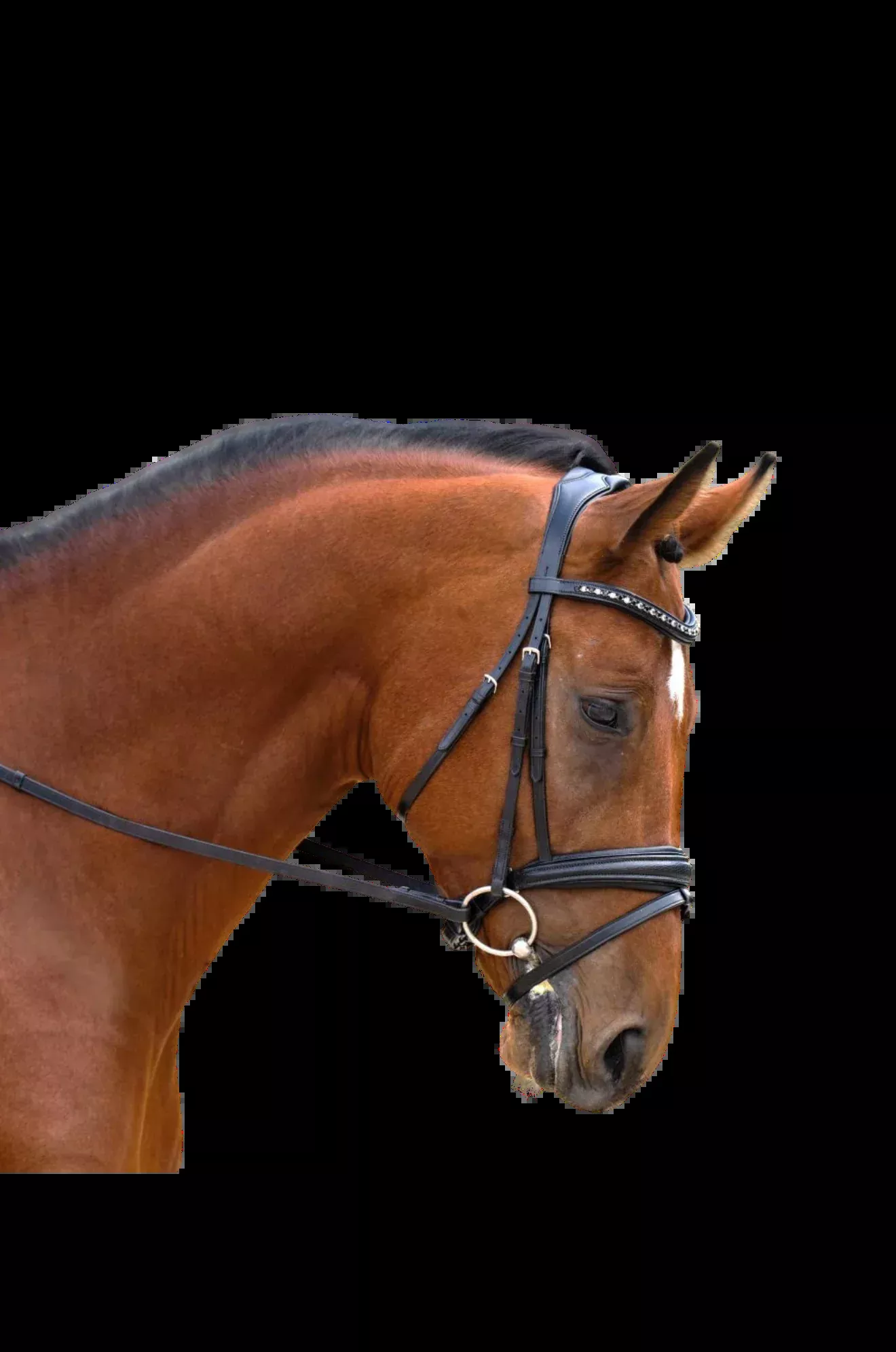 Red Barn Olympian Dressage Bridle