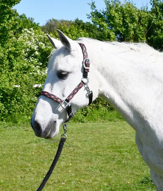 Rhinegold Padded Diamond Pattern Headcollar And Lead Rope Set CLEARANCE