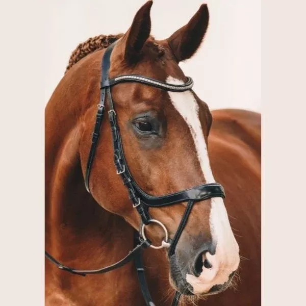 Schockemohle Equitus Omega Anatomic Bridle