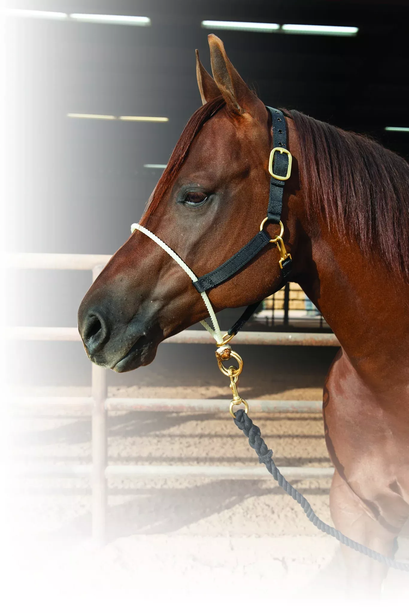 Schutz by Professionals Choice Nylon Rope Nose Halter