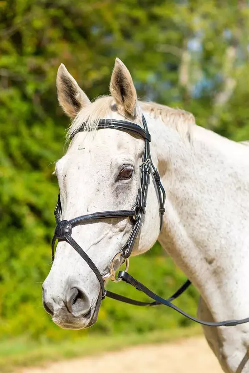 Shires Avignon Woodside Figure 8 Bridle